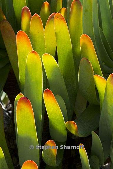 aloe plicatilis 4 graphic